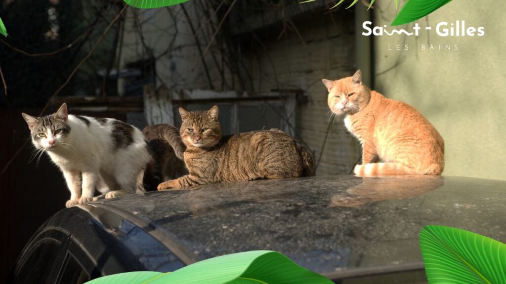 Campagne de stérilisation dans l'ouest de La Réunion